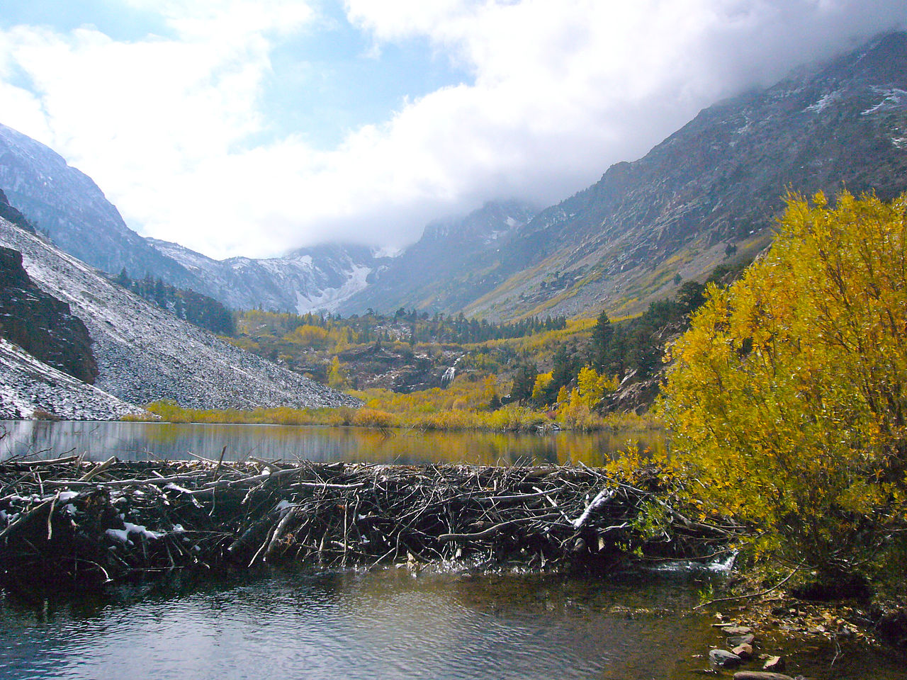 A beaver dam in Lundy Canyon in Inyou National Forest near Mono Lake, California. Photo: Ted Guzzi