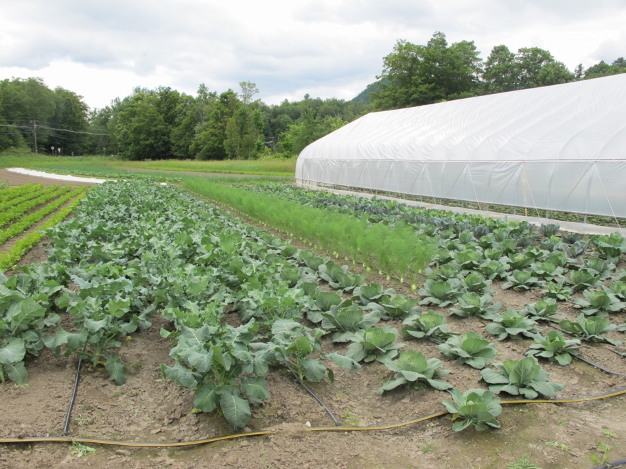 The 6-acre Kingsbury Farm in Warren, Vermont. Photo: Alex Wilson