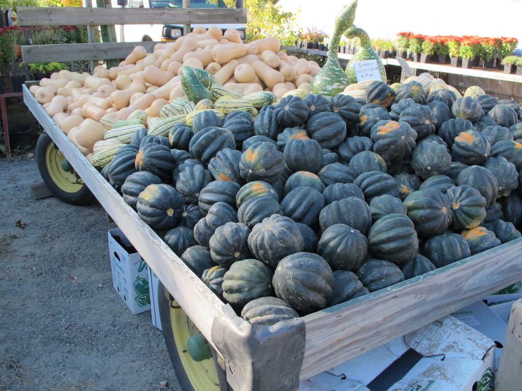 wintersquash,katherinewinter winter squash at a farmstand in northfield, ma.