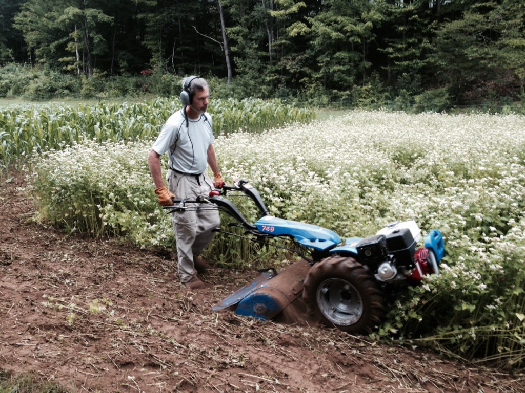 Tilling in a cover crop of buckwheat at Leonard Farm in mid-August. Photo: Allyn Copp