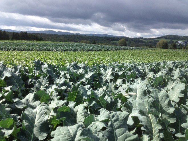 Resilience and Sustainability in the Food System Biology Diagrams